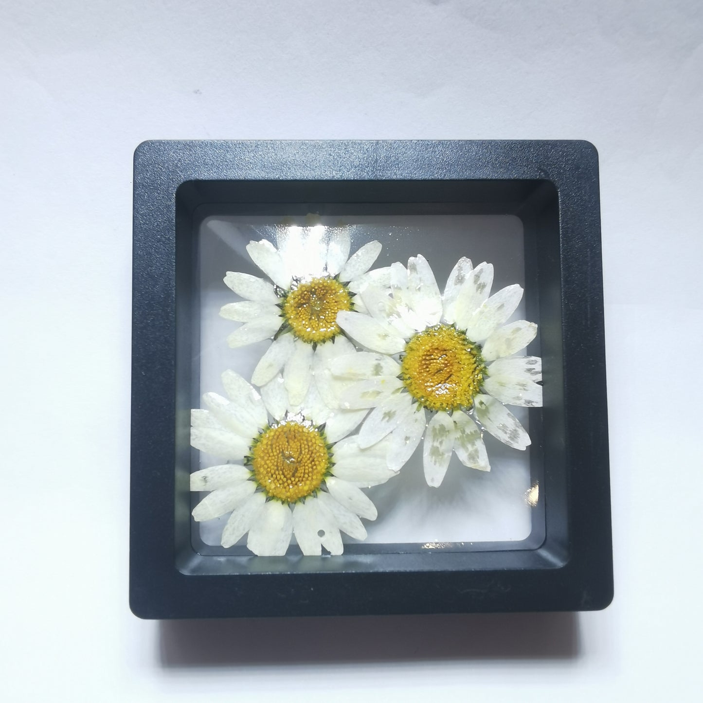 【Buy One Get One】Genuine Daisy