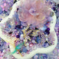 【For CarHanger/Key Chain】Butterfly Fairy Mix